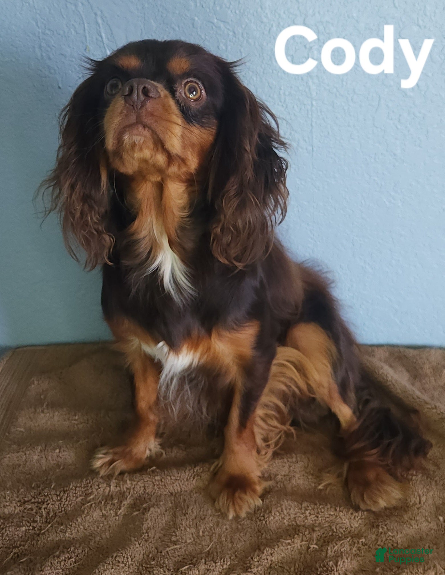 Cavalier King Charles Spaniel dogs Clearview Cody - Ad 1