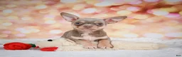 Chihuahua dogs for sale: Maxxy - Ad 8