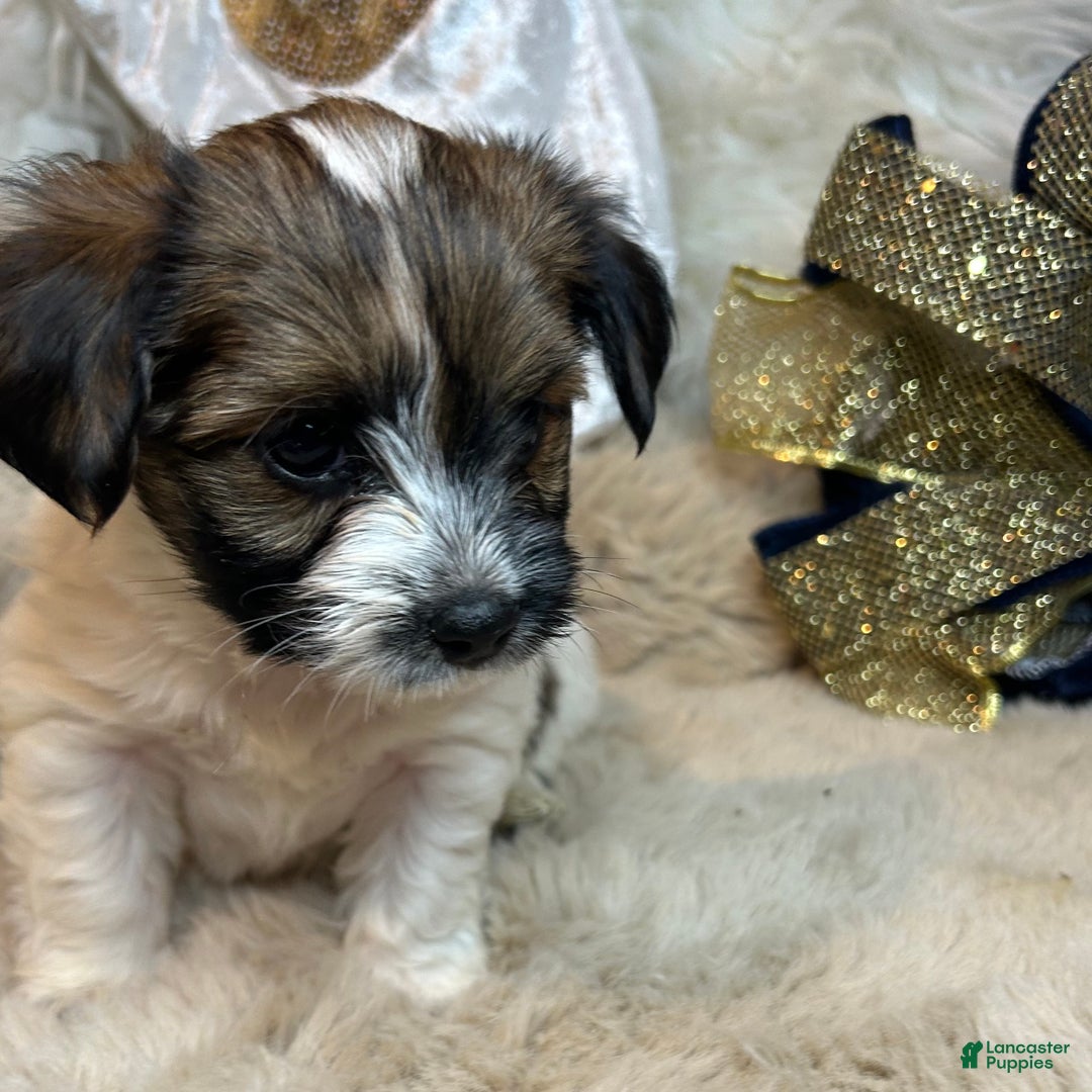 Mixed Breed dogs for sale: Little Noel  - Ad 3