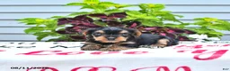 Yorkshire Terrier dogs for sale: Teddy - Ad 3