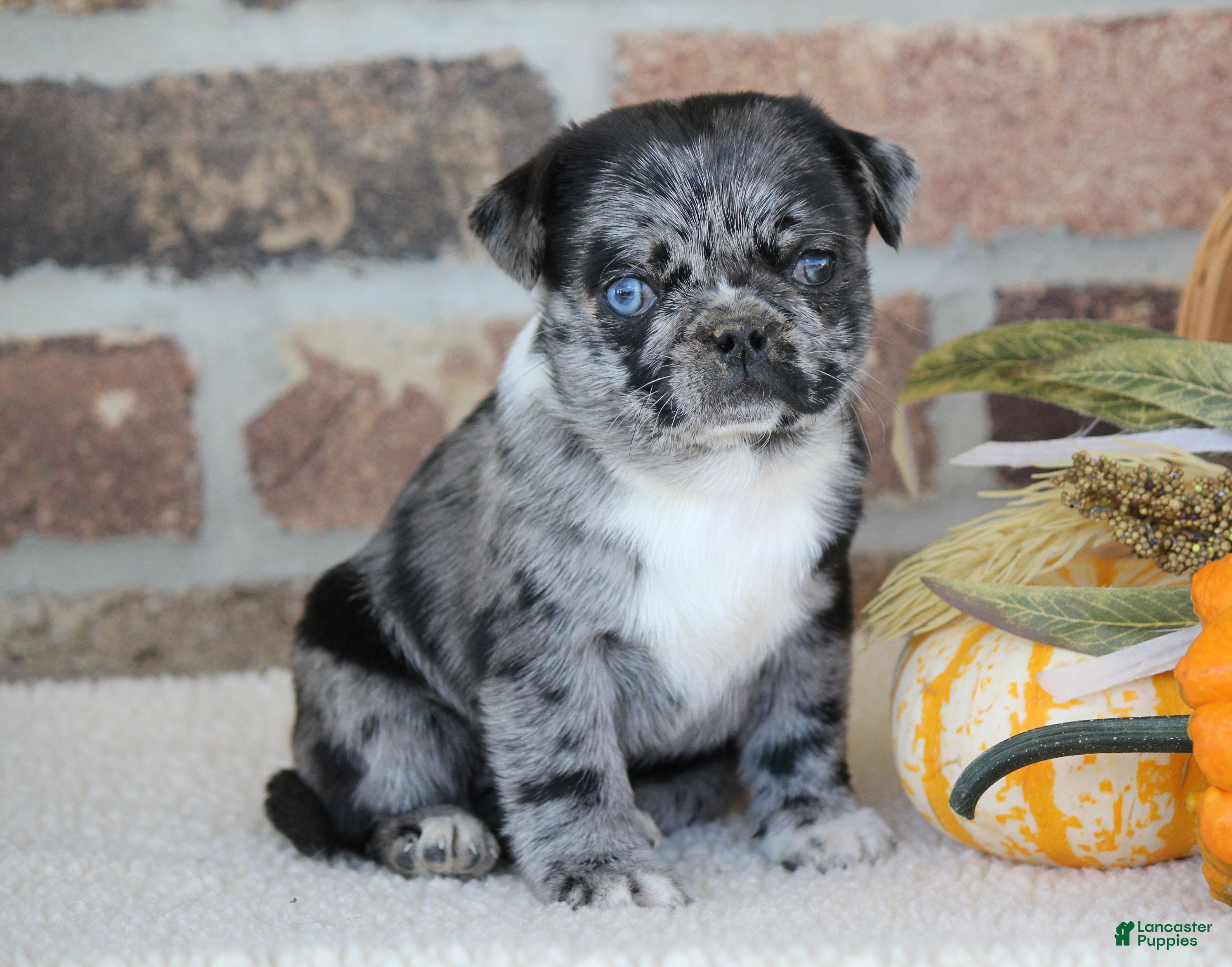 Pug Puppies for sale in Chambersburg, Pennsylvania Lancaster Puppies