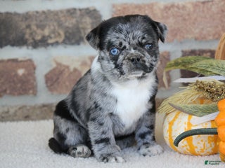 Pug dogs Emma - Ad 35