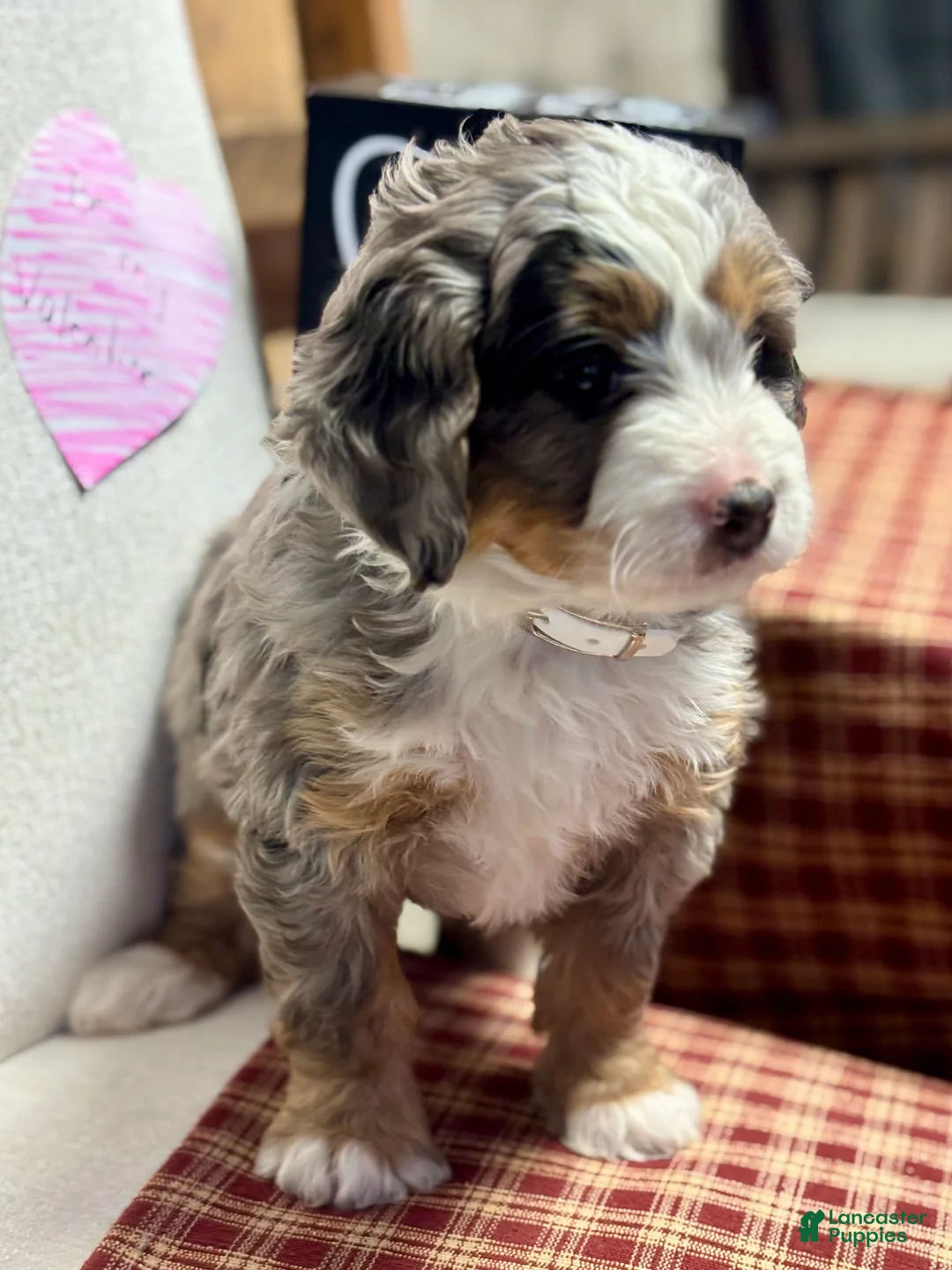 Mini Bernedoodle dogs for sale: Callie Mini Bernedoodle Puppy 1 - Ad 14