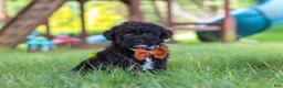 Yorkiepoo dogs for sale: Bubba - Ad 5