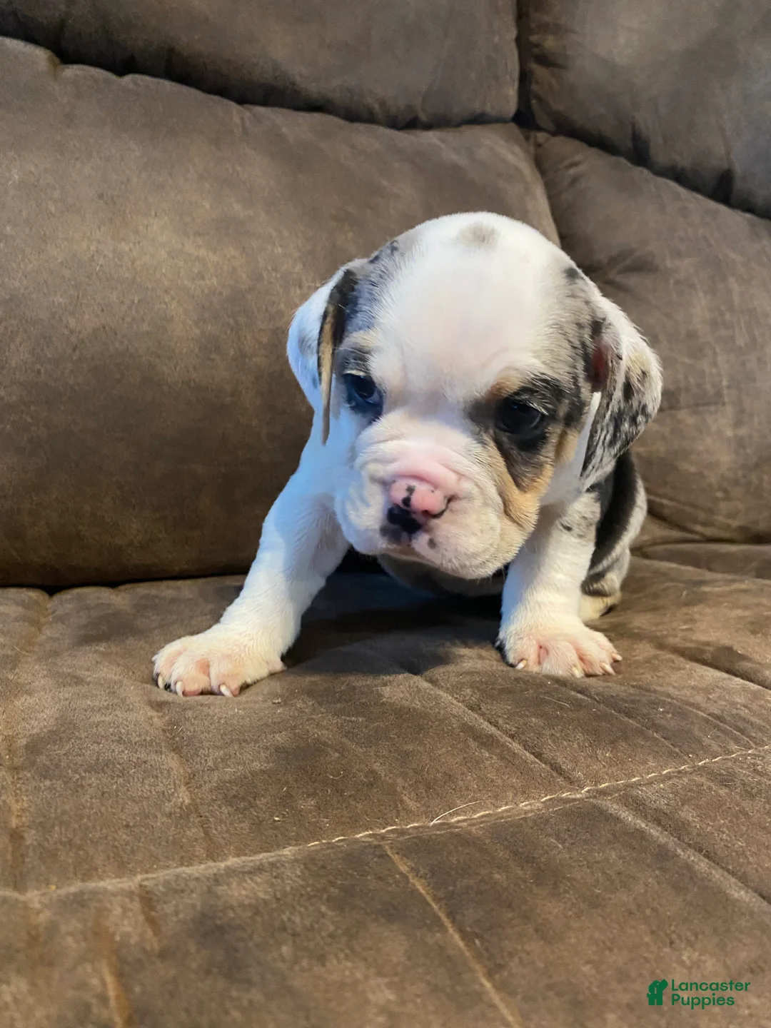 Beabull dogs for sale: Pluto  - Ad 2