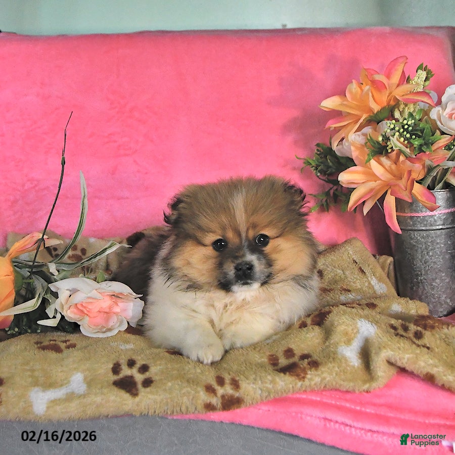 Pomeranian dogs Teddy - Ad 2
