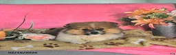 Pomeranian dogs for sale: Teddy - Ad 2