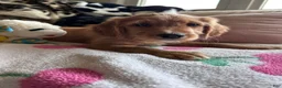 Mixed Breed dogs for sale: Griz - Ad 5