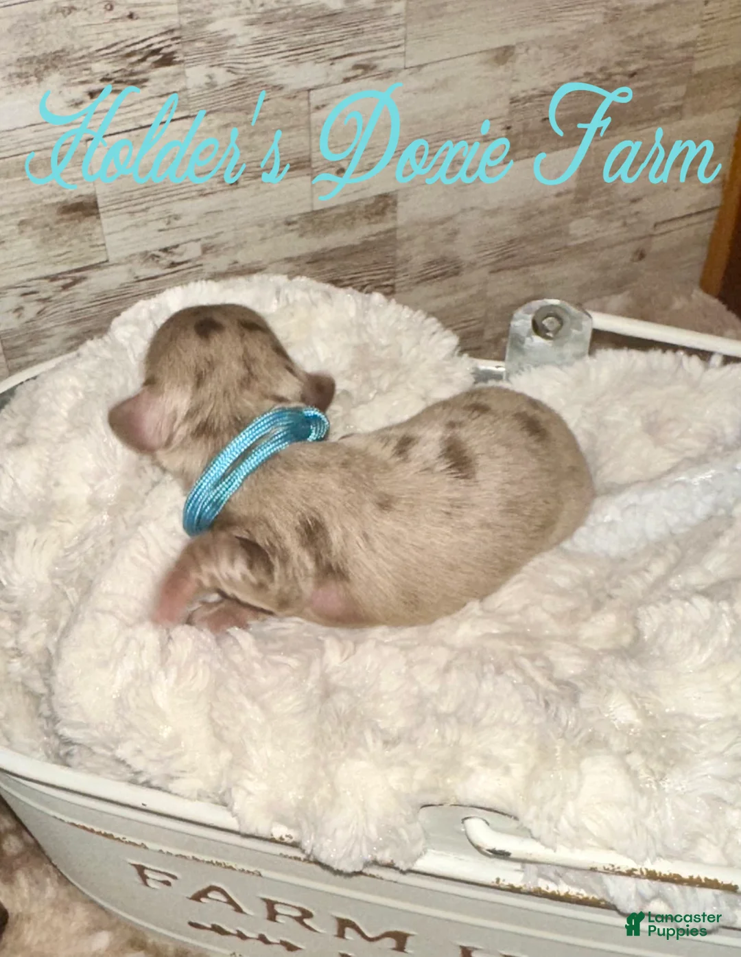 Miniature Dachshund dogs for sale: Wern - Ad 2