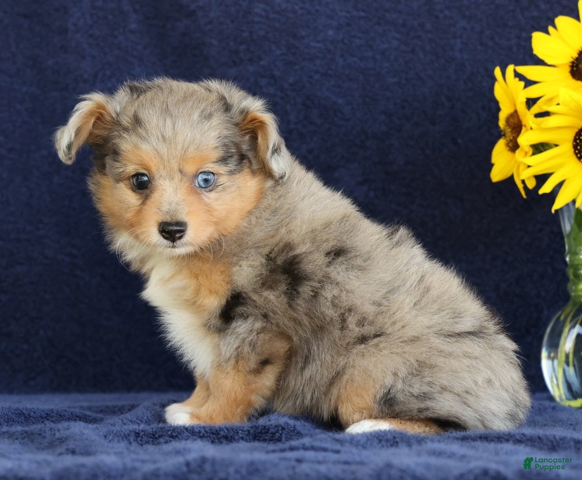 Mixed Breed dogs Candy - Ad 1