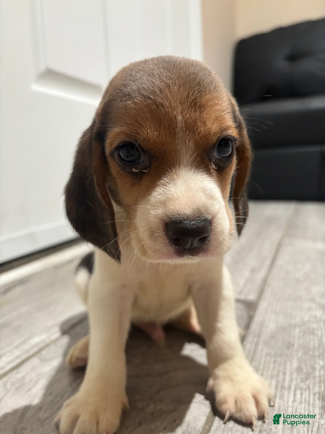 Beagle dogs for sale: Snoopy - Ad 1