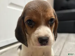 Beagle dogs Snoopy - Ad 18