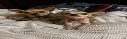 Chihuahua dogs for sale: Chihuahua Puppy 1 - Ad 12
