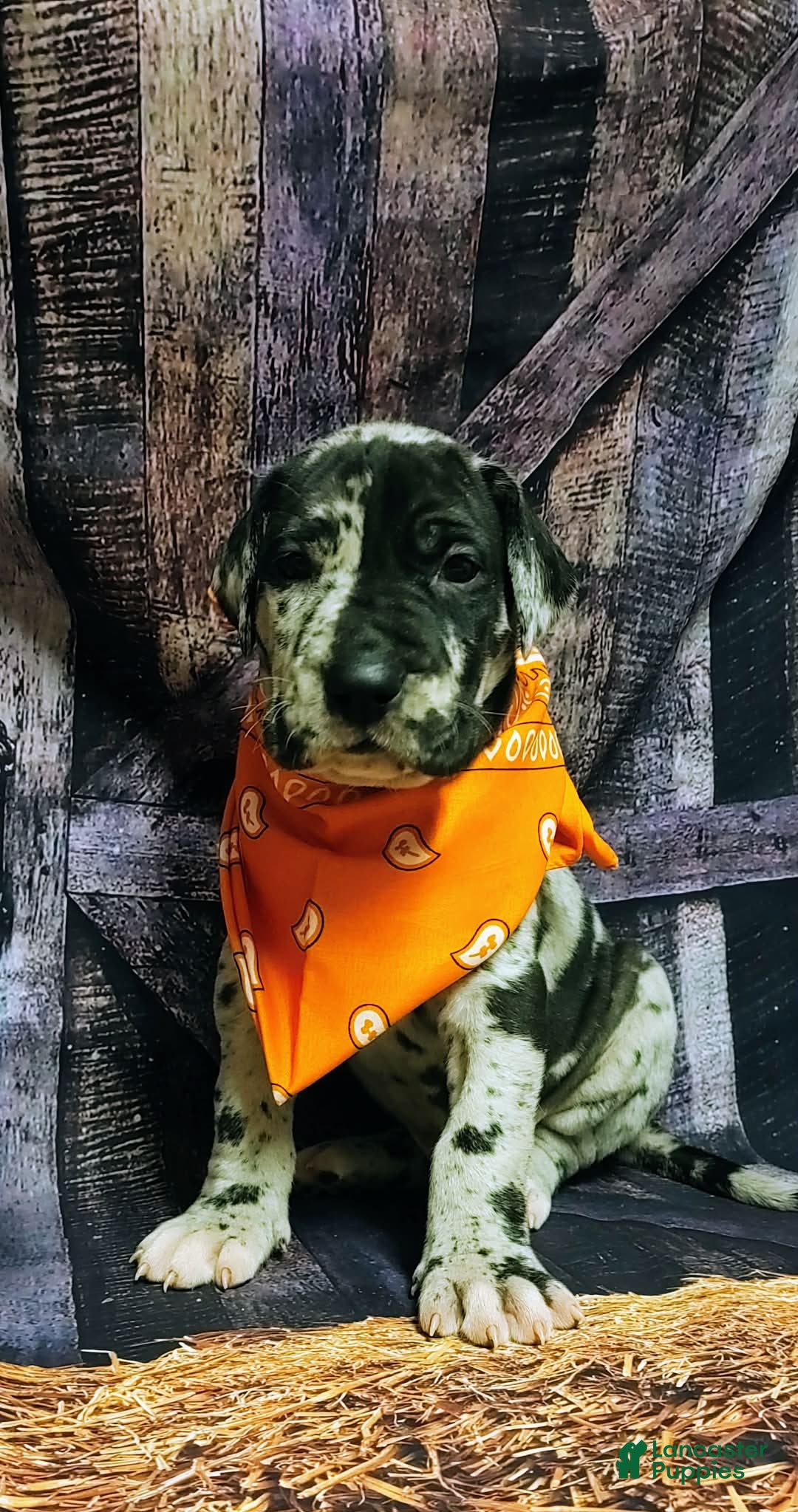 Great Dane dogs Doc - Ad 40