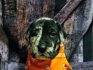 Great Dane dogs Doc - Ad 13