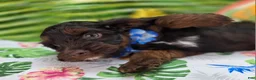 Cockapoo dogs for sale: Meeko - Ad 10