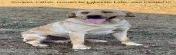 Labrador Retriever dogs for sale: Alex - Ad 10