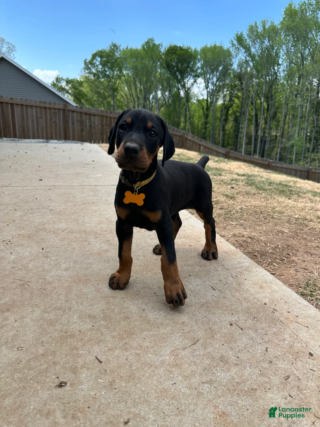 Doberman Pinscher dogs for sale: Puppy 4 - Ad 2
