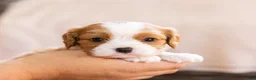 Cavalier King Charles Spaniel dogs for sale: Chuck - Ad 8