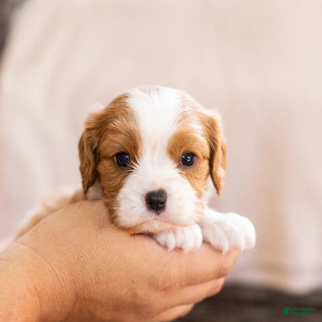 Cavalier King Charles Spaniel dogs for sale: Chuck - Ad 8