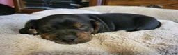 Puggle dogs for sale: Charlie - Ad 4