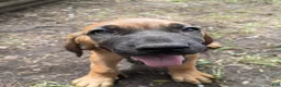 Mixed Breed dogs for sale: Valentine - Ad 1