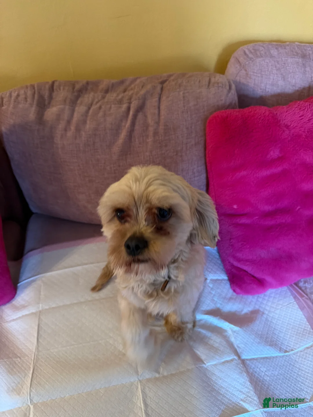 Mixed Breed dogs for sale: Mixed Breed Puppy 1 - Ad 1