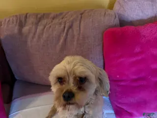 Mixed Breed dogs Mixed Breed Puppy 1 - Ad 20