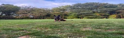 Belgian Malinois dogs for sale: Belgian Malinois 1 - Ad 2