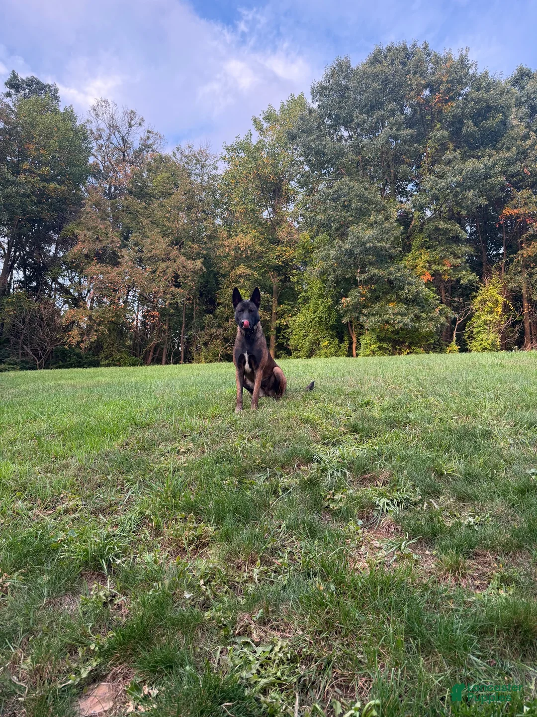 Belgian Malinois dogs for sale: Belgian Malinois 1 - Ad 2