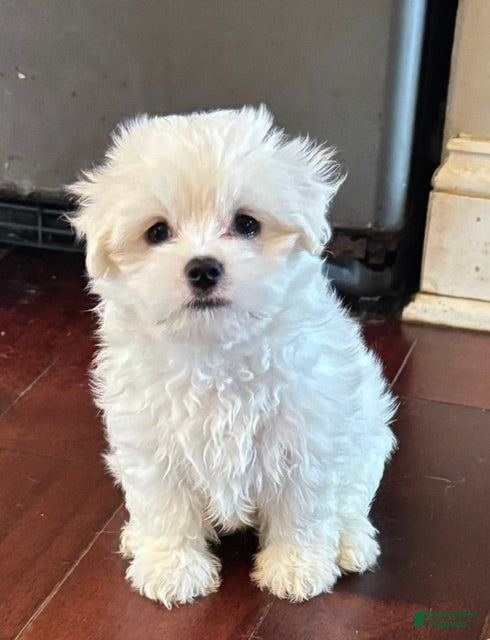Maltese dogs Champ - Ad 1
