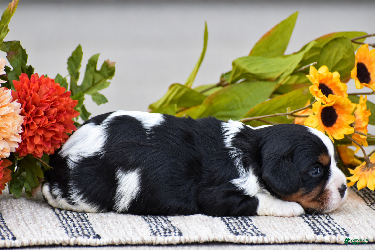 Cavalier King Charles Spaniel dogs Rosalie - Ad 2