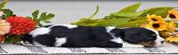 Cavalier King Charles Spaniel dogs for sale: Rosalie - Ad 2