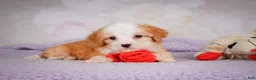 Mini Bernedoodle dogs for sale: Marcy - Ad 3