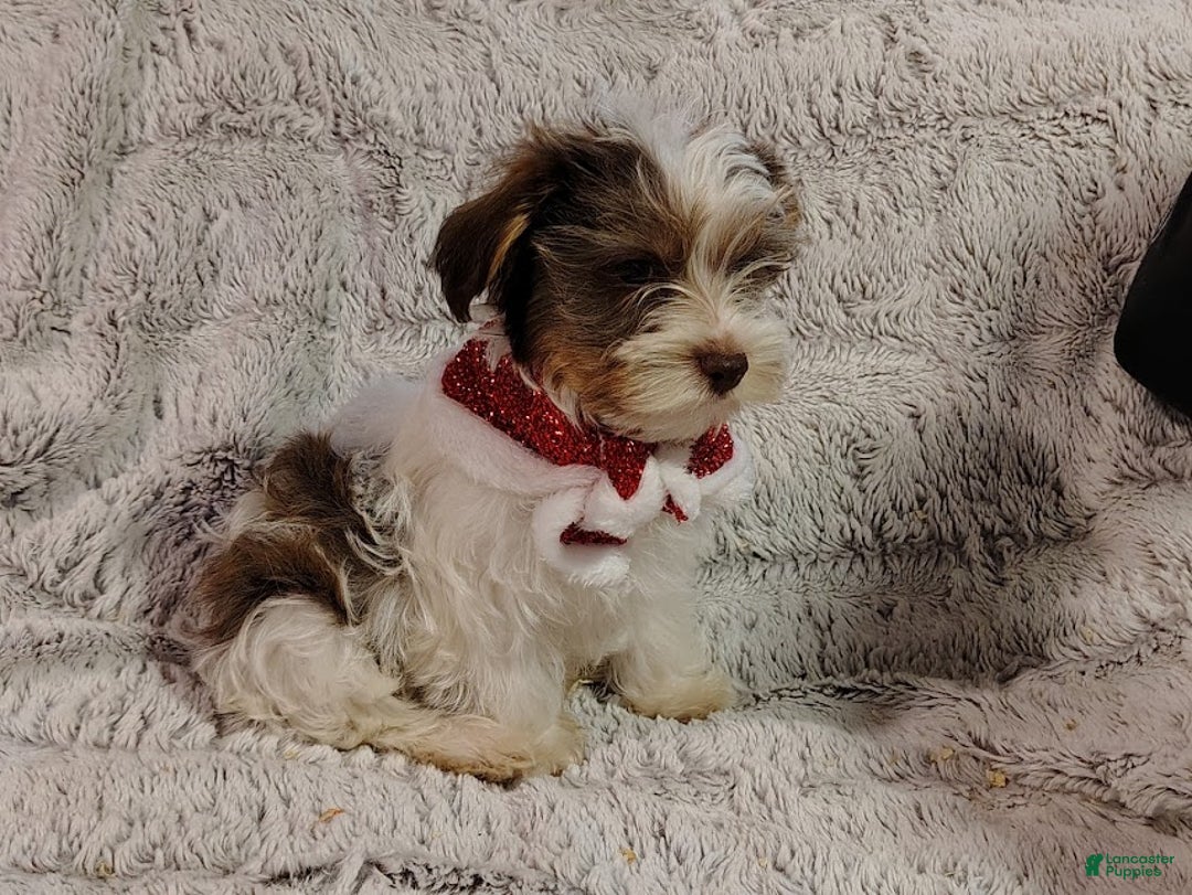 Yorkiepoo dogs for sale: Humphrey - Ad 5
