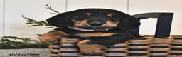 Miniature Dachshund dogs for sale: Friendly - Ad 2