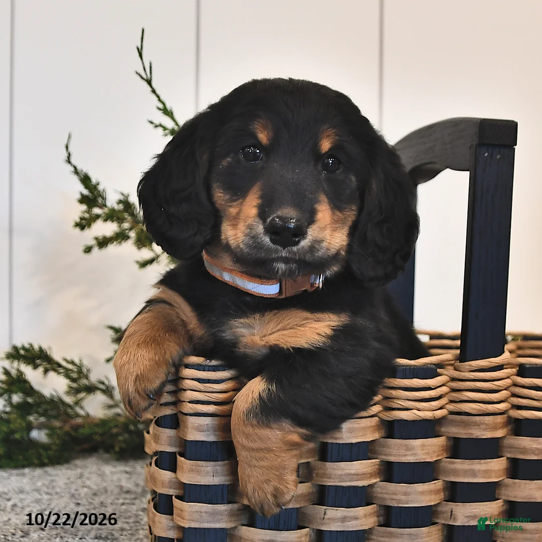 Miniature Dachshund dogs for sale: Friendly - Ad 2
