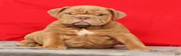 English Bulldog dogs for sale: Stuart - Ad 6
