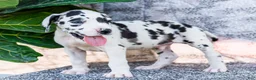 Great Dane dogs for sale: Dirk - Ad 6