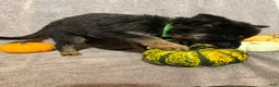 German Shepherd dogs for sale: Emily (Purple Collar Female)  - Ad 11