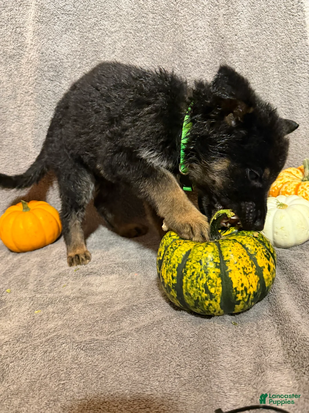 German Shepherd dogs for sale: Emily (Purple Collar Female)  - Ad 11