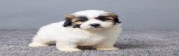 Teddy Bear dogs for sale: Laina - Ad 4