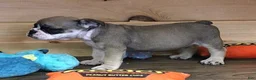 English Bulldog dogs for sale: GABE FAWN & WHITE - Ad 4