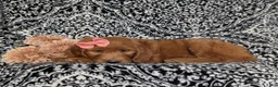 Goldendoodle dogs for sale: Wanda - Ad 4