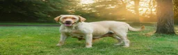 Labrador Retriever dogs for sale: Gem - Ad 8