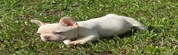 French Bulldog dogs for sale: French Bulldog 1 - Ad 8