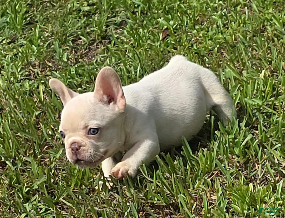 French Bulldog dogs for sale: French Bulldog 1 - Ad 8
