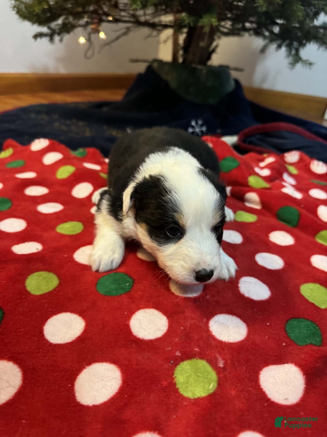 Australian Shepherd dogs for sale: Snowy - Ad 4