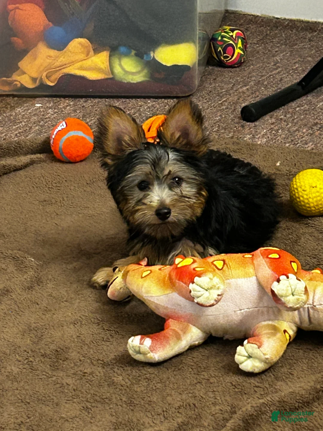Silky Terrier dogs for sale: Macy - Ad 2