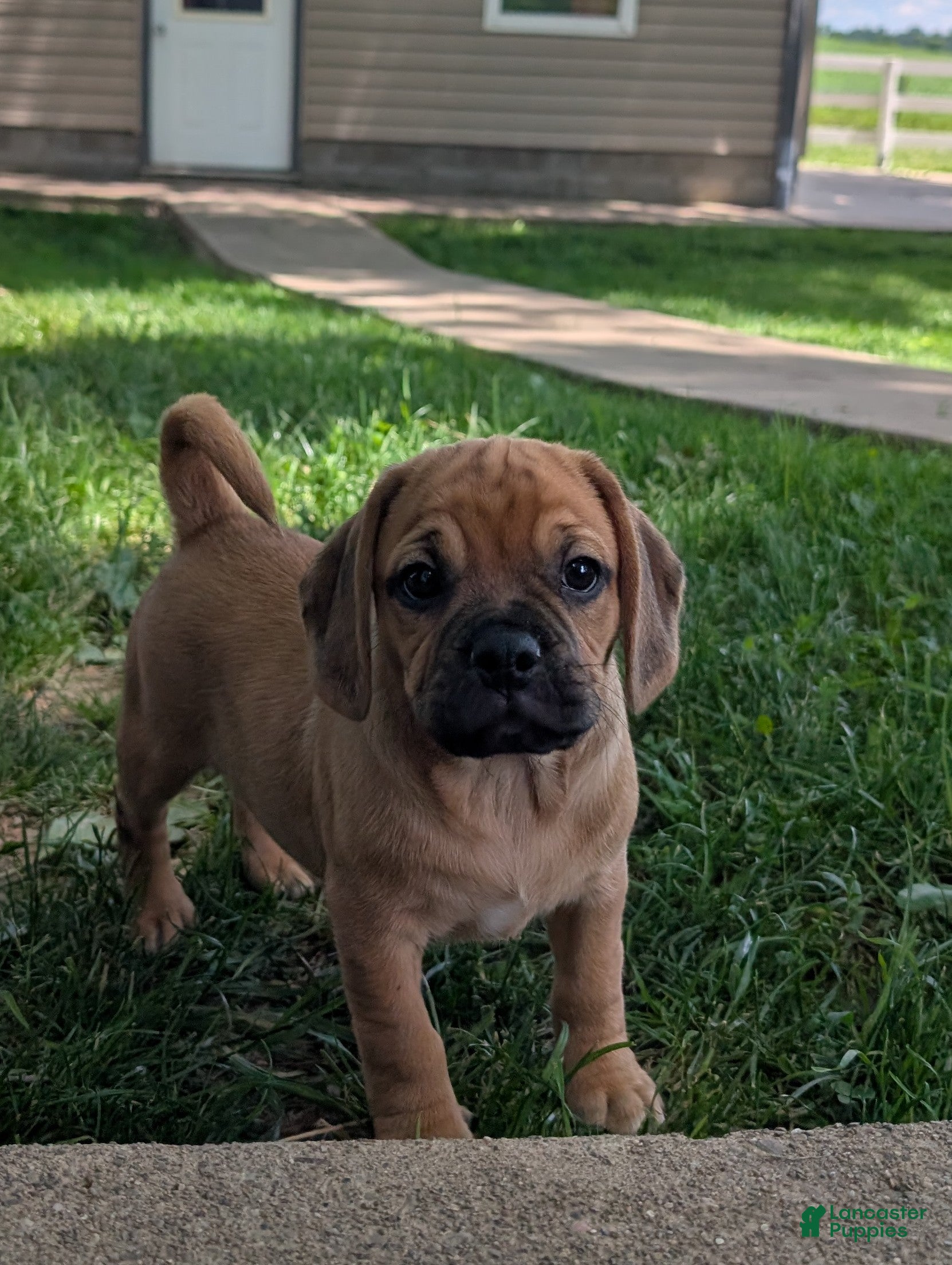 Puggle dogs Kobe  - Ad 1